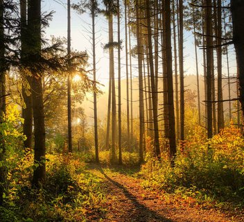 Photo Jeu de piste "Journée de la forêt"