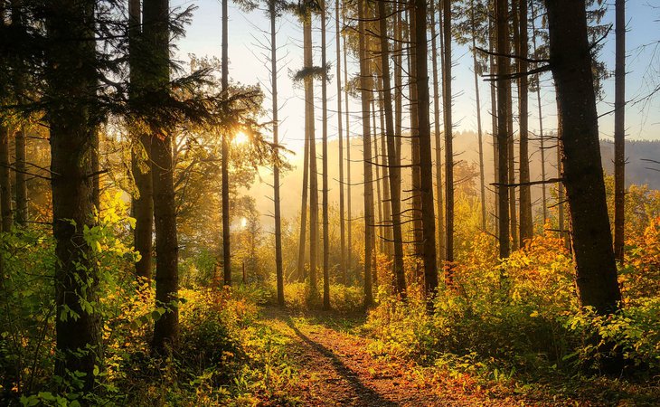 Photo Jeu de piste "Journée de la forêt"