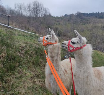 Strolls with "Les lamas de là-bas"