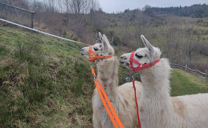 Photo Lamas de là-bas - Balades ludiques et pédagogiques