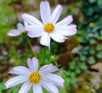 L'abeille du Doux