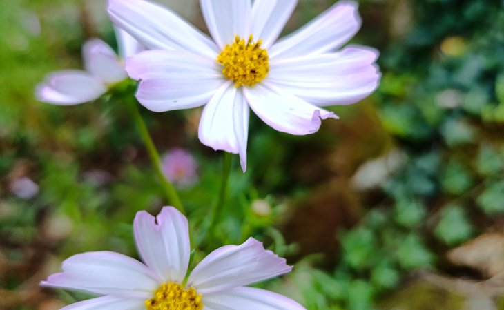 Photo L'abeille du Doux
