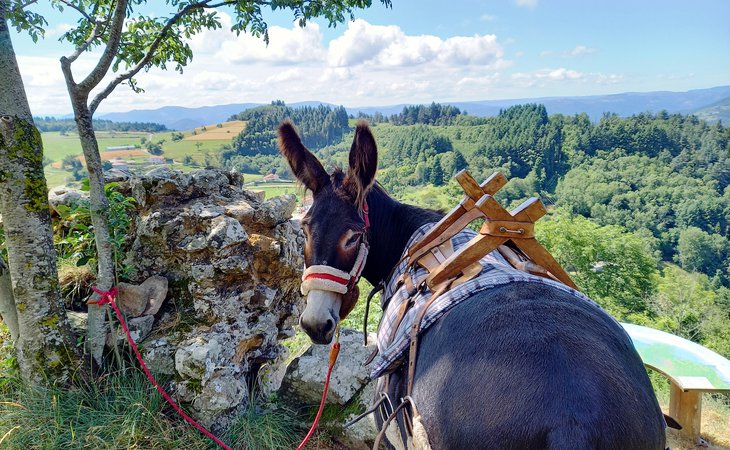 Photo Estelle Brodeur (Ânes sans frontières) - Randonnées avec des ânes bâtés
