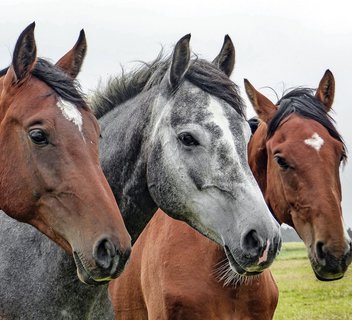 Balades à poney