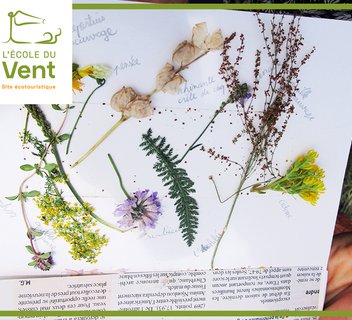 Photo Fabrique ton carnet botanique