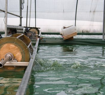 Photo Visit to La Craquante Spirulina Farm