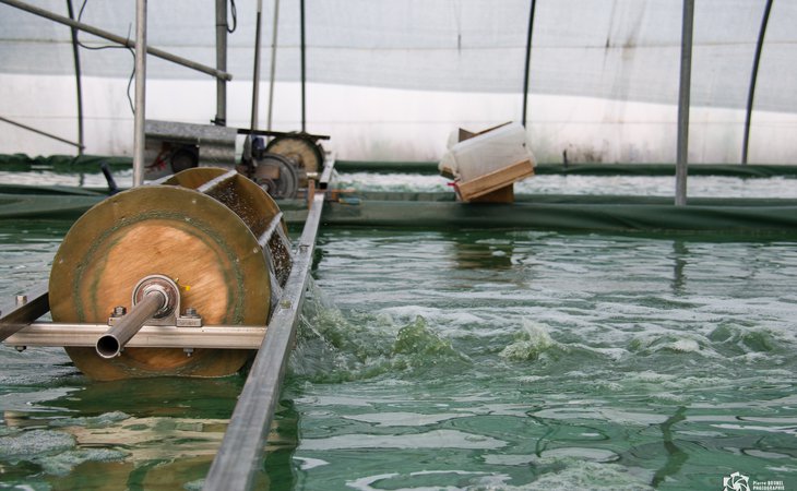 Photo Visit to La Craquante Spirulina Farm