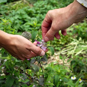 Sortie nature "À la découverte des plantes sauvages"