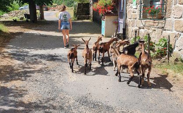 Photo L'Automnal gourmand : Visite de la chèvrerie