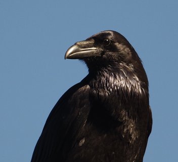 Photo Conférence "Les corbeaux au sommet de l'intelligence animale, pourquoi ?" par Bruno Machtelinck