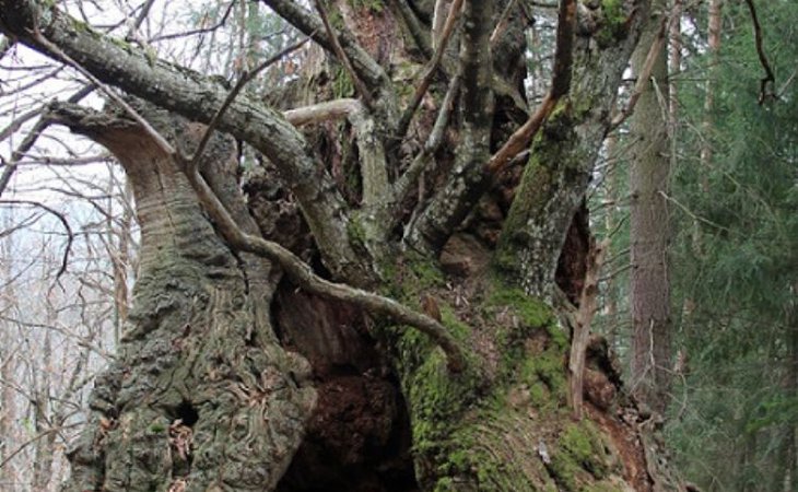 Photo Châtaignier millénaire de l'Hermet