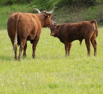 Le Fer à Cheval